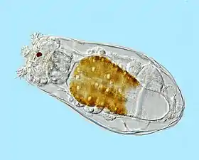Rotifers, usually 0.1–0.5&nbsp;mm long, may look like protists but are multicellular and belong to the Animalia