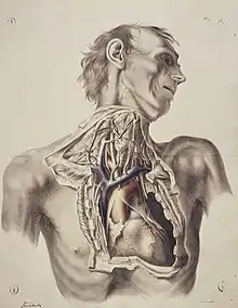 The anatomy of the arteries of the human body