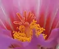 Pistil and stamens