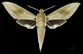 Female dorsal (coll.MHNT)