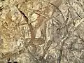 Trace fossils in sandstone (Henley Member)