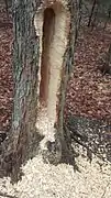 Damage to a tree by a pileated woodpecker searching for bugs, a cavity roughly 3' tall, 4-6" wide, and 8" deep (90‍×‍10-15‍×‍20&nbsp;cm)