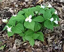 A sterile hybrid between Trillium cernuum and T.&nbsp;grandiflorum[citation needed]