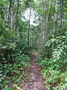 Type locality: Selangor State Park