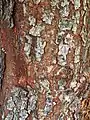 Bark of 'Geisha'