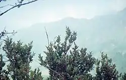 Vaccinium padifolium shrubs on a slope in front of a view of São Vicente in Madeira, Portugal.