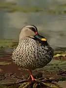 Duck