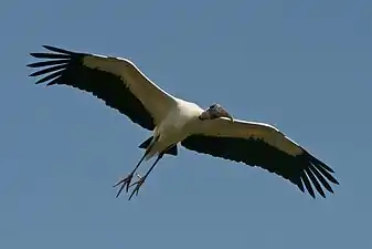 Wood stork in flight