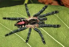 Immature Y.&nbsp;gamba